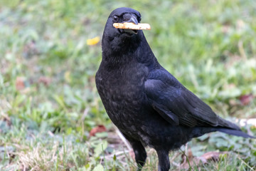 Crows feeding in Fort Massey military cemetery in Halifax, autumn colours.