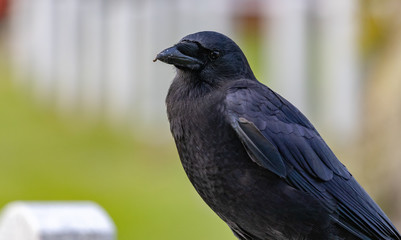 Crows feeding in Fort Massey military cemetery in Halifax, autumn colours.
