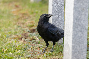 Crows feeding in Fort Massey military cemetery in Halifax, autumn colours.