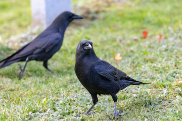 Crows feeding in Fort Massey military cemetery in Halifax, autumn colours.