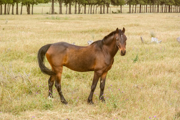 young horse grazing
