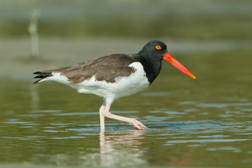 American Oystercatcher Tekiela