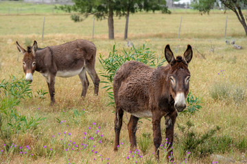 Fototapeta premium young donkeygrazing