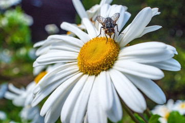 Fototapeta premium Daisy Flower Fly