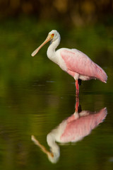 Roseate Spoonbill taken in SW FL