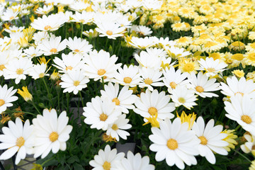 白い花と黄色い花が咲く