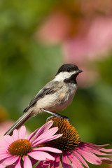 Black-capped Chickadee taken in southern MN