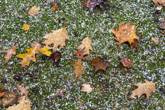 Dusting of snow on Leaves and Grass