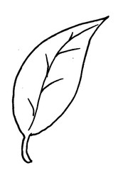 Illustration of a leaf of a plant or a tree