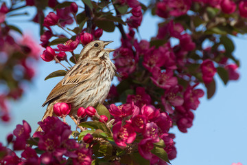 Song Sparrow taken in southern MN