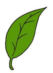 Illustration of a leaf of a plant or a tree