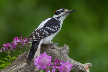 Hairy Woodpecker male taken in central MN