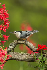 White-breasted Nutchatch taken in central MN