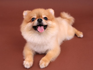 Pomeranian dog smiling with brown backdrop.