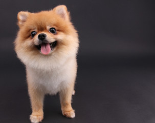 Pomeranian dog with a black background.