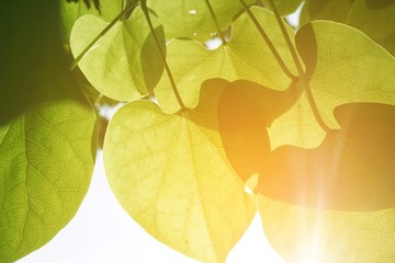 beautiful leaf and sunlight