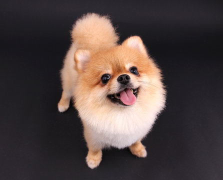 Pomeranian dog smiling with black backdrop.