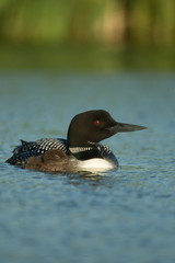 Common Loon adult and chick Tekiela