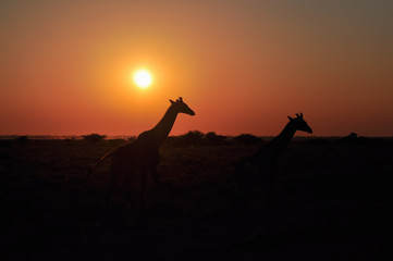 Two wild giraffe on sunset in African savannah