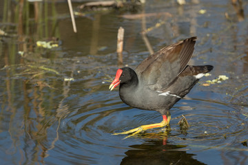 Common Moorhen 