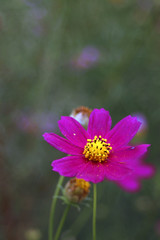 Obraz premium ピンクのコスモス