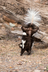 Eastern Spotted Skunk taken in central MN under controlled conditions captive