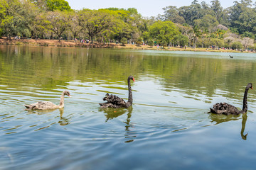 Swan