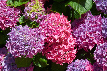 Hydrangea flowers. Sintra. Portugal