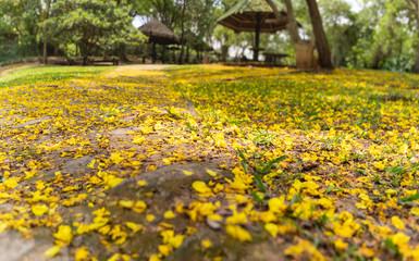 Obraz premium flores amarelas