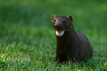 Mink taken in central MN in the wild