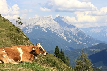 Fototapeta na wymiar Cow lying on the mountain side