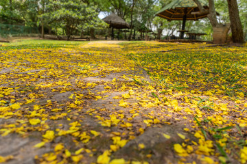 Obraz premium flores amarelas