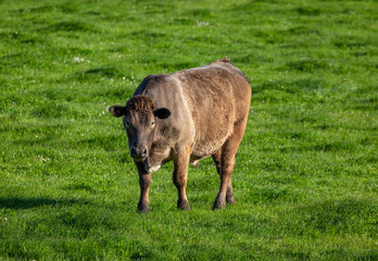 Large brown cow grazing in a field at sunset