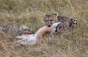 Female cheetah, Acinonyx jubatus, suffocating Thomsons Gazelle, with her cub and tall grass in the background