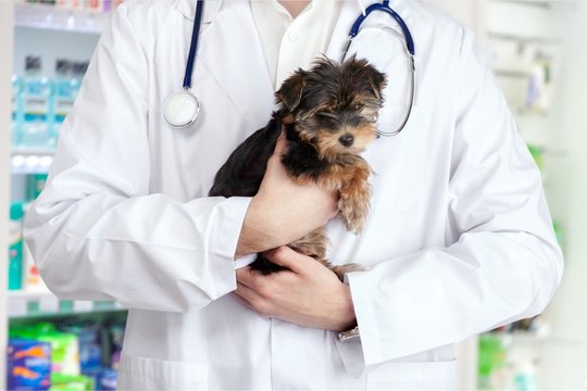 Small cute dog examined at the veterinary
