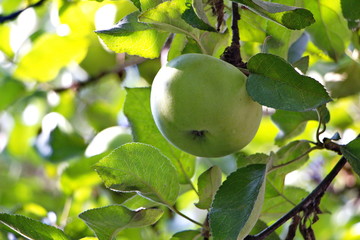 Ripe apple on apple in daylight in the garden