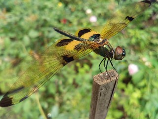 dragonfly