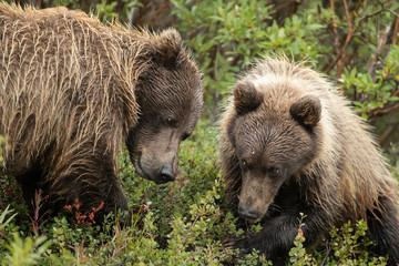Grizzly Bear taken in Denali National Park