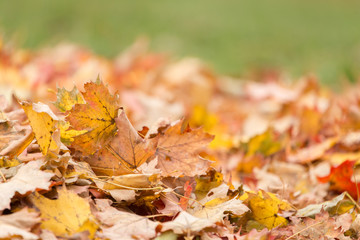 A pile of fallen autumn leaves