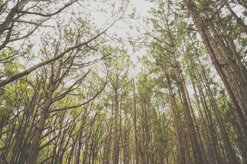 Floresta de pinheiros