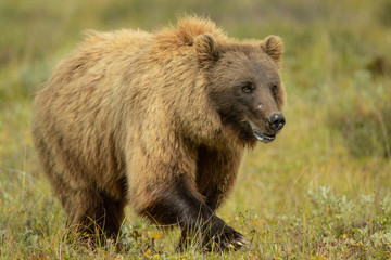 Grizzly Bear sow taken in Denali National Park Alaska