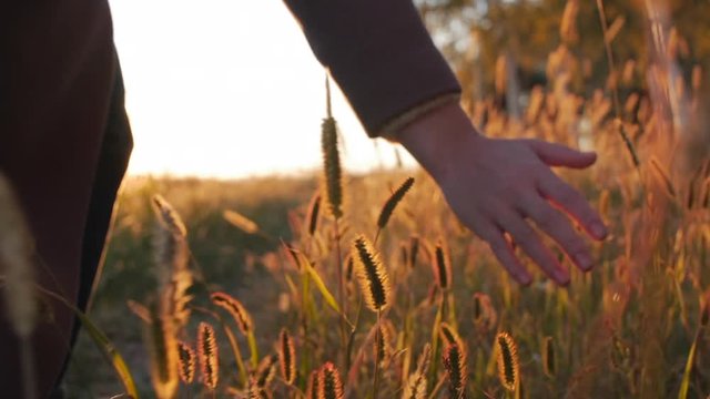 Female Farmer Hand Touching Touching Grass, Wheat, Corn Agriculture on the Field Against a Beautiful Sunset. Steadicam Shot. Farming, Autumn Concept. Slow Motion