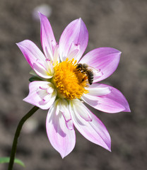 Bee on dahlia