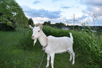 Pygmy Saanen White Goat