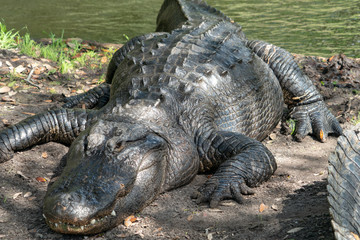 Obraz premium cocodriles