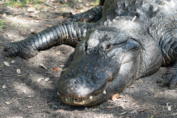 cocodriles