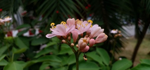Flower pink macro in farm background and texture.