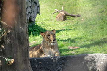 bush gardens