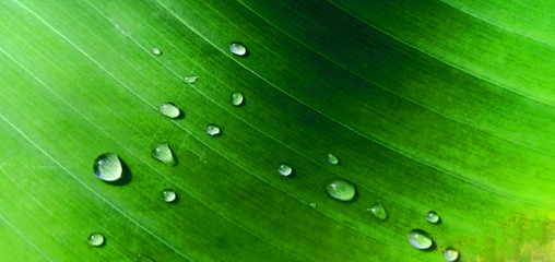 Banana green leaf and water drop after rain, Thailand