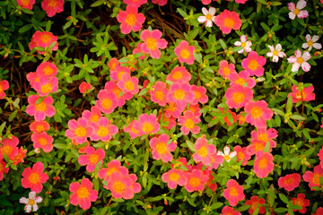 Beautiful portulaca grandiflora with vintage image style, Top view pink flower portulaca oleracea